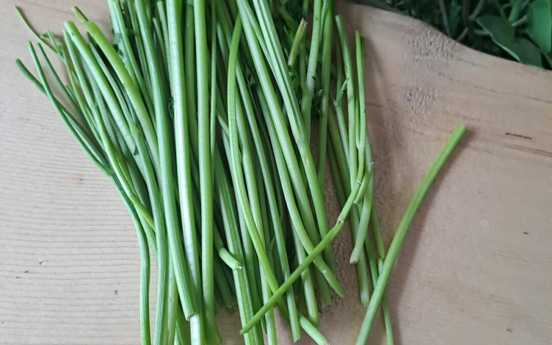 Tiges d’herbes aromatiques