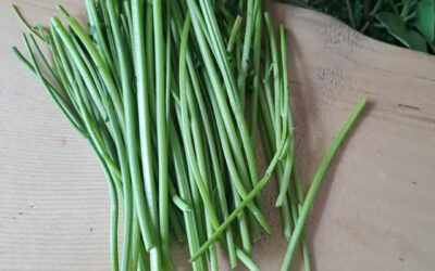 Tiges d’herbes aromatiques